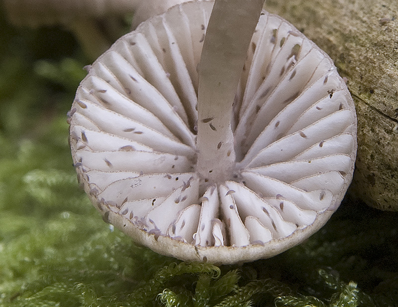 Mycena (cfr. M. rubromarginata/M. purpureofusca)